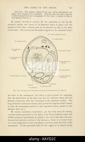 Cette page de 'L'anatomie topographique des membres du cheval' illustre la structure anatomique détaillée des membres du cheval. Il fournit des informations essentielles sur la biologie équine et est précieux pour l'étude vétérinaire. Banque D'Images