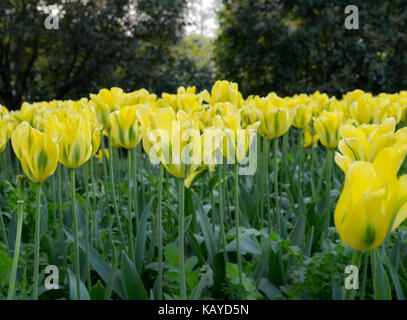 Tulip. Beautiful field garden of tulips. colorful tulips. tulips Banque D'Images