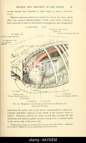 Cette page de 'L'anatomie topographique du thorax et de l'abdomen du cheval' fournit des illustrations anatomiques détaillées, en se concentrant sur les régions thoraciques et abdominales du cheval. Le travail est une ressource cruciale pour les étudiants vétérinaires et les professionnels qui étudient l'anatomie équine. Banque D'Images