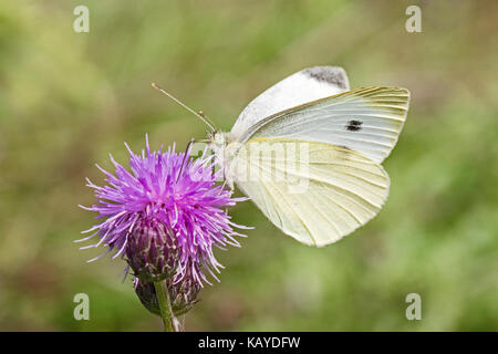 Petit blanc femelle se nourrissant de chardon Banque D'Images