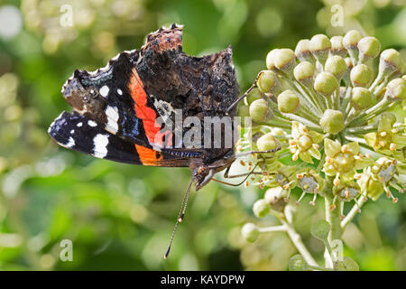 L'amiral rouge se nourrissent d'ivy blossom Banque D'Images