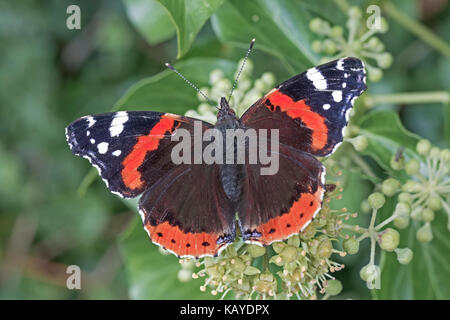 L'amiral rouge se nourrissent d'ivy blossom Banque D'Images