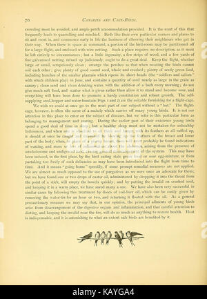 Cette page tirée de 'The Illustrated Book of Canaries and cage Birds' présente diverses espèces de canaris et d'autres oiseaux de cage, britanniques et étrangers. Le livre fournit des illustrations détaillées, identifiant différents types d'oiseaux avec une attention particulière à leur habitat naturel et à leurs caractéristiques. Banque D'Images