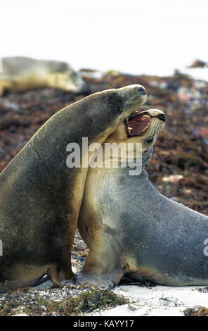 Lions de mer australiens, Neophoca cinerea, deux animaux femelles se battent sur la plage, Australie, Banque D'Images