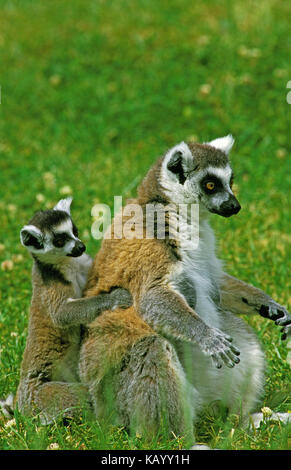 Kattas, lemur catta, mère avec jeune animal est assis dans l'herbe, sur le côté, Banque D'Images