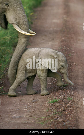 L'éléphant d'Afrique, Loxodonta africana, mère incite les jeunes animal avec son tronc sur rue, parc national d'Amboseli, Kenya, Afrique, Banque D'Images