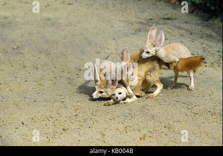 Fennek ou wild fox, fennecus zerda, femme avec de jeunes animaux, Banque D'Images