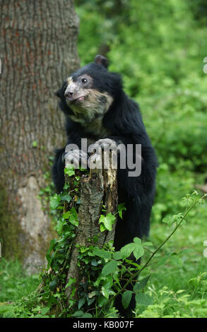 Ours de verre, Tremarctos ornatus, animal adulte, soulevées, Banque D'Images