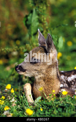 Fauve, Capreolus capreolus, violin, mensonge, medium close-up, Banque D'Images