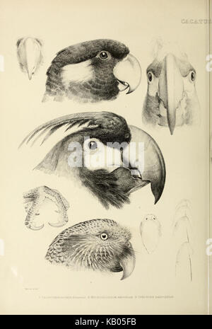 Cette illustration de 1899 représente différents genres d'oiseaux, montrant leur comportement et leur classification dans le contexte de l'étude ornithologique. Il fait partie de la collection du musée de zoologie comparée de l'Université Harvard, qui se concentre sur le comportement et la taxonomie des oiseaux. Banque D'Images