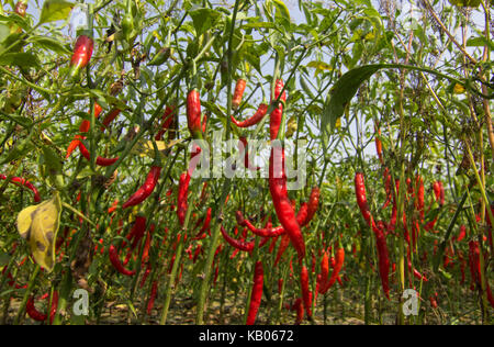 Les travailleurs de piments rouges Banque D'Images