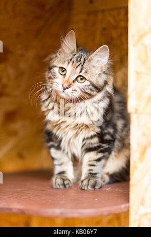 Chaton de la race Kurilian Bobtail Banque D'Images