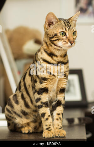 Race de chat bengal à l'âge de 5 mois, assis sur la table de chevet Banque D'Images