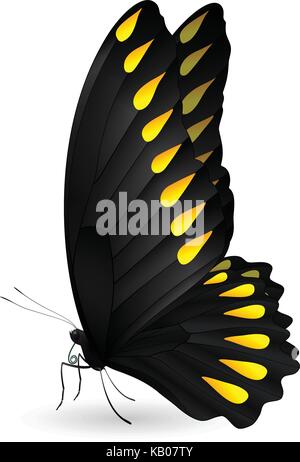 Beau papillon isolé sur fond blanc Illustration de Vecteur
