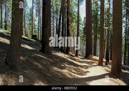 Les jeunes séquoias géants dans la rainure à Mariposa Grove de grands arbres, Yosemite National Park Banque D'Images