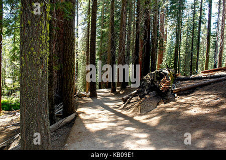 Les jeunes séquoias géants dans la rainure à Mariposa Grove de grands arbres, Yosemite National Park Banque D'Images