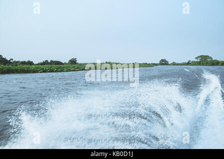 Sentier de l'eau faite par un moteur d'un bateau sur les eaux d'une rivière du Pantanal, Brésil et le vert de la végétation sur l'arrière-plan. Banque D'Images