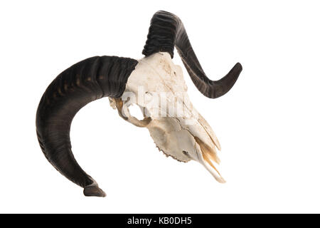 Vue de dessus d'un crâne avec cornes ram, studio shot isolé sur fond blanc Banque D'Images