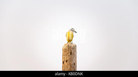 Tyran quiquivi sur une clôture en bois sur un fond blanc. Animal de Pantanal, Brésil. Banque D'Images