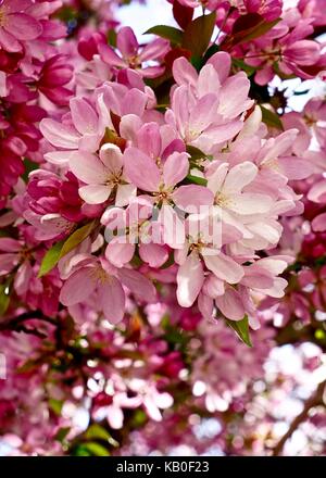 Les fleurs de cerisier d'ornement au printemps Banque D'Images