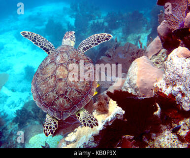 Sur les tortues de mer de corail Banque D'Images