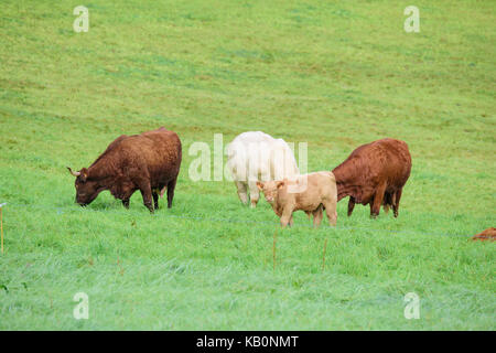 Vache de salers aurillac vitrac cantal Banque D'Images