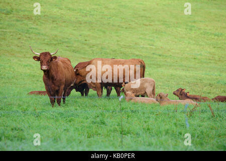 Vache de salers aurillac vitrac cantal Banque D'Images