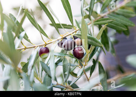 Olives noires poussant sur un arbre en France Banque D'Images