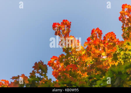 Rouge, jaune, orange, vert feuilles d'un érable avec ciel bleu. Automne fond avec copie espace. Couleurs de l'automne Banque D'Images
