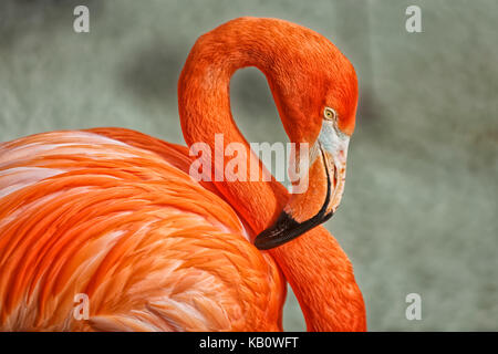 Portrait Flamingo avec arrière-plan flou montrant la tête, le cou et une partie du corps Banque D'Images