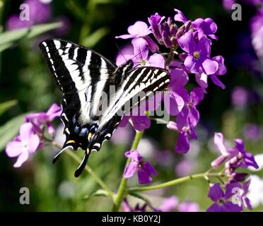 Papillon noir et blanc sur le phlox violet Banque D'Images