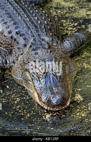 Alligator mississippiensis, Aligator, le Zoo de Cape May County, New Jersey, USA Banque D'Images