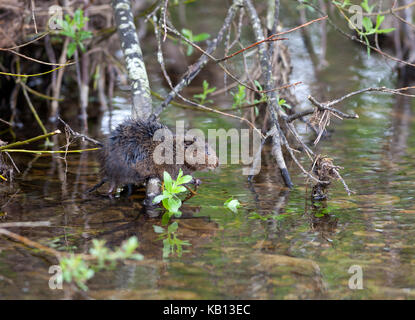 Le Campagnol de l'eau Arvicola amphibius Teesdale North Pennines County Durham UK Banque D'Images