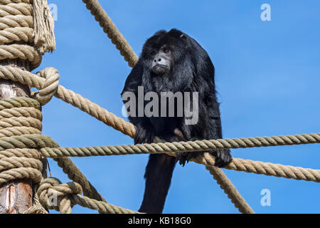 Singe hurleur noir / noir et or (hurleurs alouatta caraya) mâle en captivité originaire d'Amérique du sud au zoo / parc animalier Banque D'Images