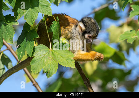 Black-capped / singe-écureuil singe écureuil (Saimiri péruvien boliviensis peruviensis) se nourrissent dans arbre, originaire de l'Amérique du Sud Banque D'Images