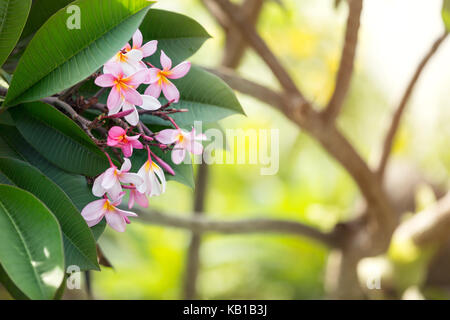 Bush de frangipanier rose fleur tropicale Banque D'Images