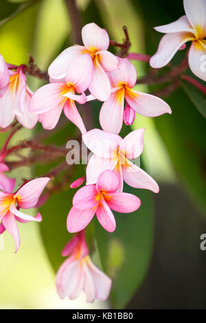 Arrière-plan de fleur tropicale, frangipani rose Banque D'Images