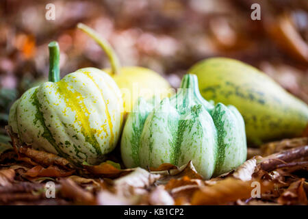 Citrouilles d'automne dans le tas de feuilles séchées, une récolte d'automne , citrouilles décoratives avec les feuilles séchées Banque D'Images