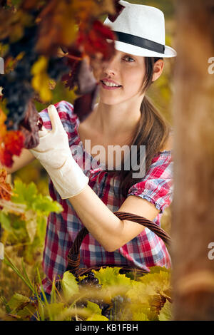 Femme de la vigne au moment de la récolte Banque D'Images