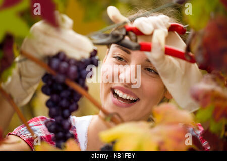 Smiling cute woman harvesting grapes in vineyard Banque D'Images