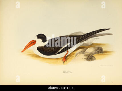 Illustration scientifique ou référence aux différents genres d'oiseaux, publiée en 1932, offrant une étude détaillée des espèces d'oiseaux et des classifications. Banque D'Images
