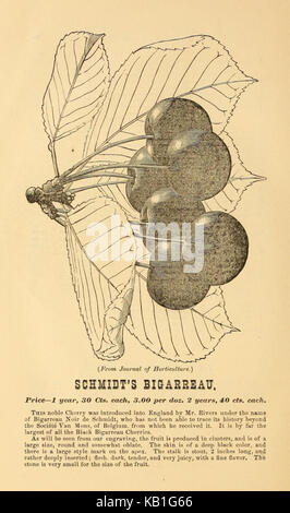 Catalogue de gros de fruits, Evergreen et arbres d'ornement arbustes, roses, les plantes de serre, etc. pour l'automne 1880 et au printemps 1881 (16446895514) Banque D'Images