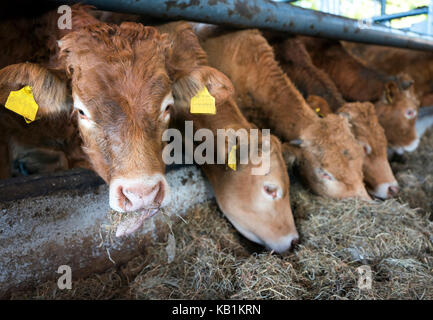 Veaux limousin grange ouverte sur l'intérieur d'une ferme biologique aux Pays-Bas près d'Utrecht Banque D'Images