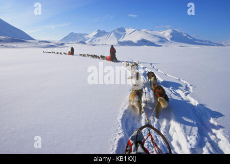 Traîneau à chien dans le parc national de Sarek, Laponie, suédois, Banque D'Images