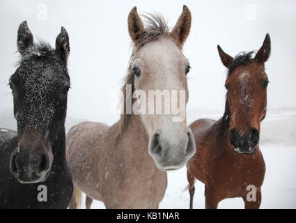 Les chevaux sur le pâturage en hiver, Banque D'Images