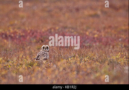 Amérique du Nord, les États-Unis, l'Alaska, Brooks, marsh Owl Asio flammeus, oreille, Banque D'Images