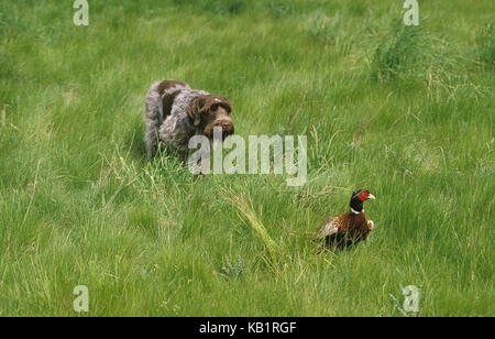 Hound, Korthals Griffon, chasse, prairie, faisan, phasianus colchicus chasse, Banque D'Images