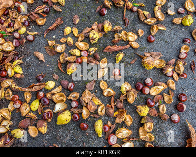 Conkers exceptionnels et de coquillages. Banque D'Images