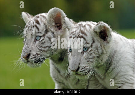 Tigres blancs, Panthera tigris, deux jeunes animaux, à l'extérieur, portrait, Banque D'Images