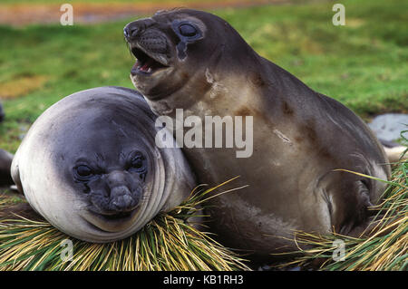 Le sud de l'éléphant de mer, Mirounga leonina, deux femelles se trouvent sur la plage, l'antarctique, Banque D'Images